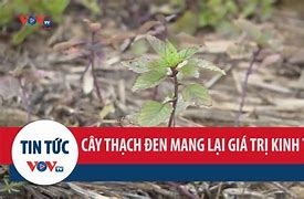 Cây Thạch Đen Lạng Sơn